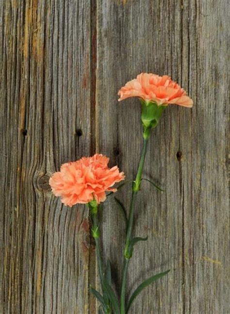 hermes orange carnations|wholesale hermes orange carnations.